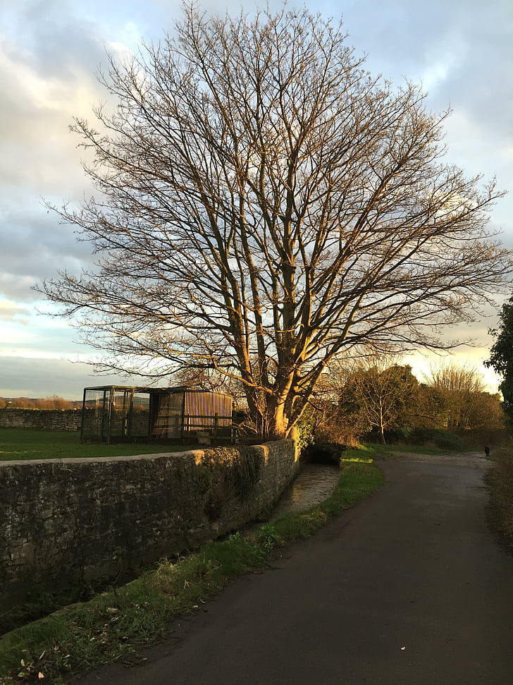 tree, country lane, pathway, sky, rural, winter