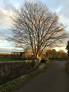 albero, Vicolo del paese, Via, cielo, rurale, inverno