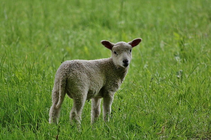 agneau, nature, ferme, animal, moutons, Agriculture, bétail