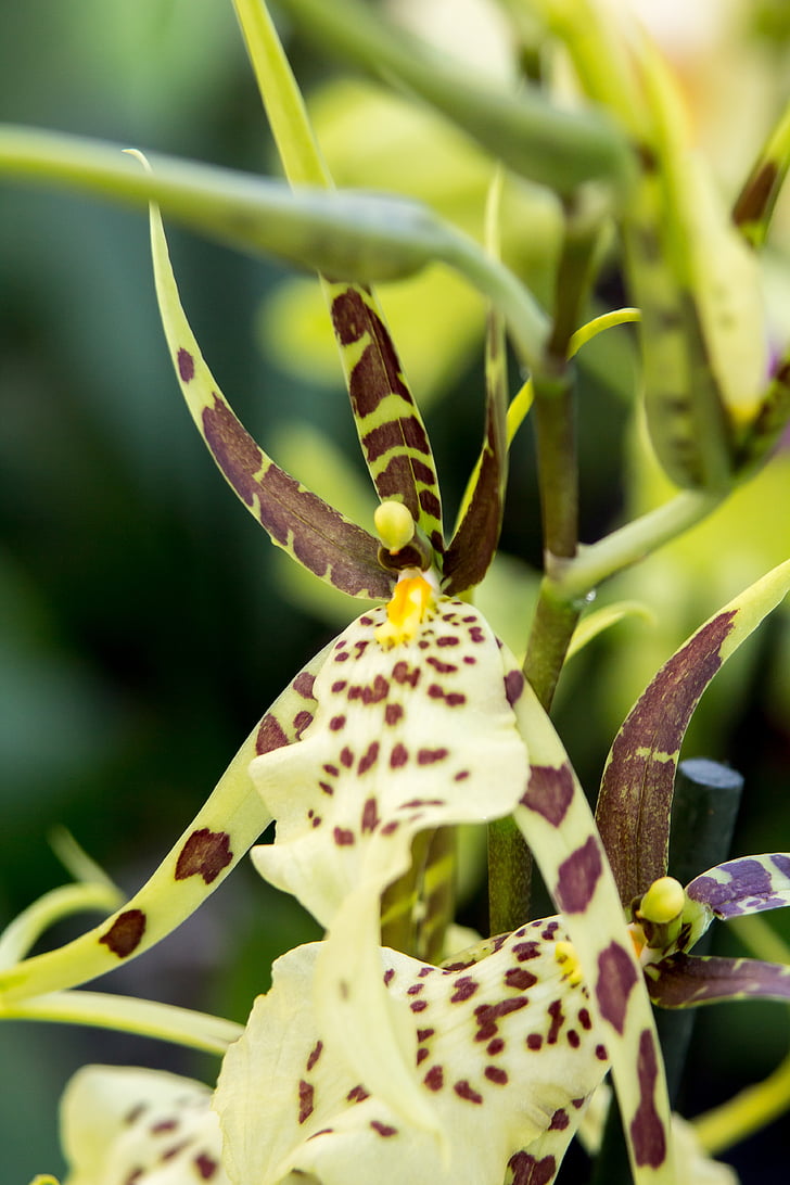 orquídia, Cambria, groc, vermell, marró, verd, planta d'interior