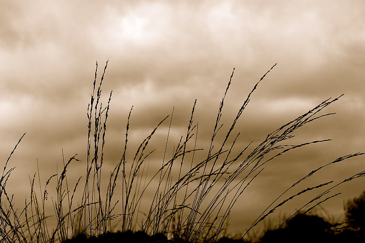 grass, sky, wind, blow, silhouette