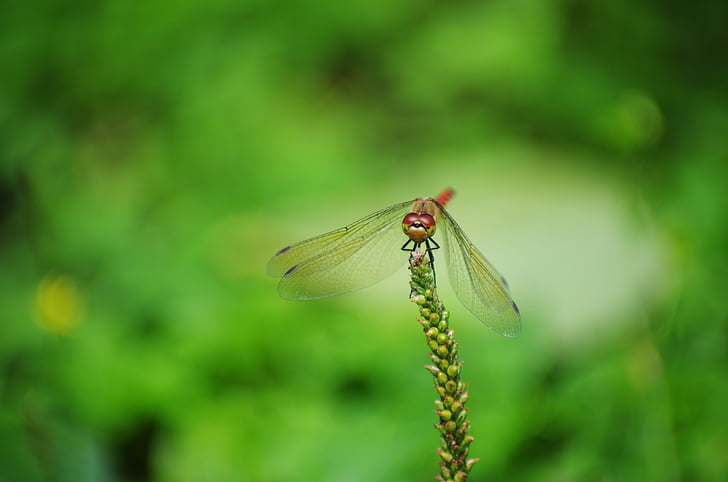 Dragonfly, punane dragonfly, Sügis, bug, putukate, roheline, lilled ja putukad