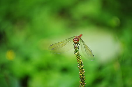 dragonfly, red dragonfly, autumn, bug, insect, green, flowers and insects