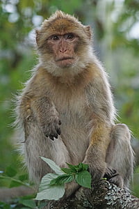 Barbary ape, Old world abe, primater, Pavia som, altædende, bjerge, Gibraltar
