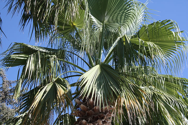 palma, foliage, tropical, greece, palm trees, wind, blue