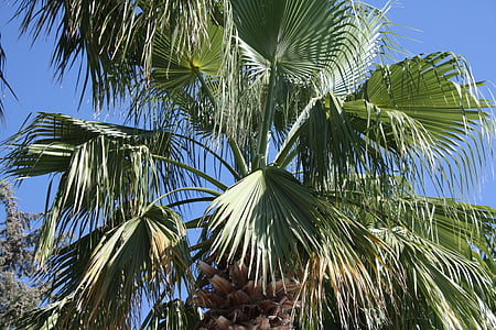 Palma, frunziş, tropicale, Grecia, palmieri, vânt, albastru