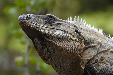 iguana, lizard, reptile, animal, creature, exotic, tropical