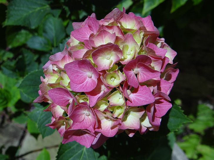 Hortenzija, rožinė, vasaros, sodas, Botanikos