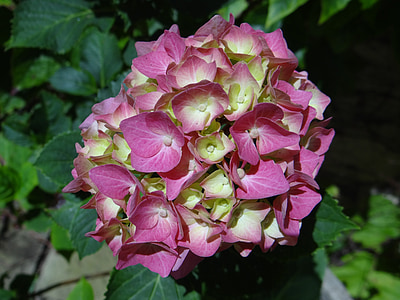 Hortensia, roze, zomer, Tuin, Botanische