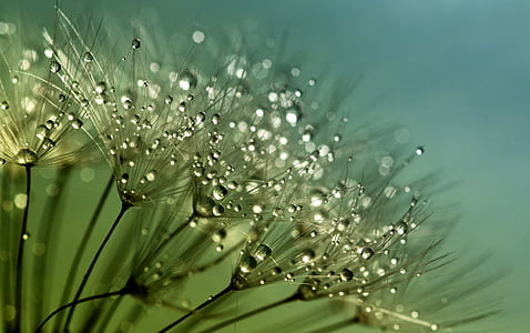 dandelion, seeds, flower, nature, summer, spring, plant