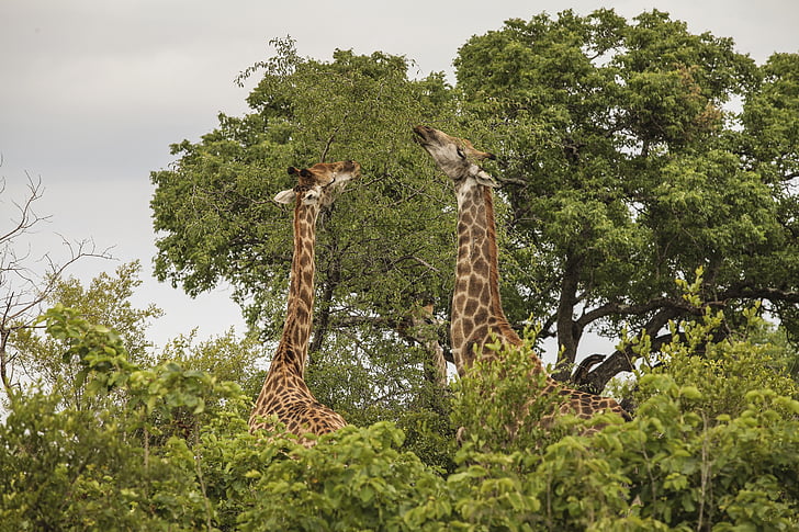 Giraffe, dieren in het wild, Wild, Afrika, dieren, natuurlijke, habitat