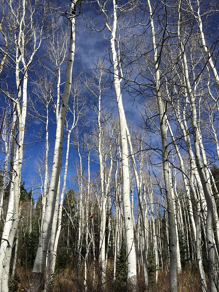 Aspens, Utah, yükselen ağaçları, gökyüzü, Sonbahar, Orman, Sonbahar