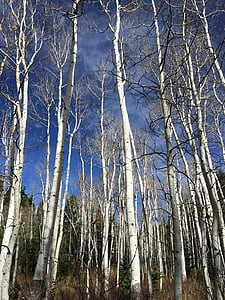 Aspen, Utah, aumento de los árboles, cielo, otoño, bosque, caída