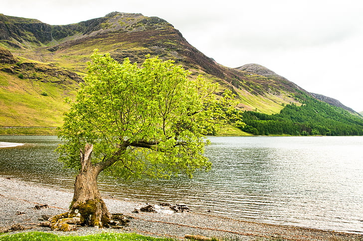 Lake district, Cumbria, Jezioro, góry, linii brzegowej, drzewo, Natura