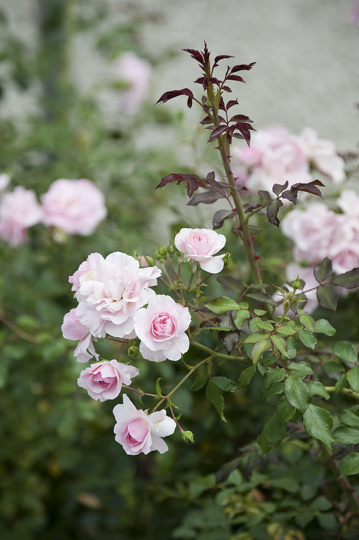 mawar, Bush, Wild rose, Blossom, mekar, merah muda, alam
