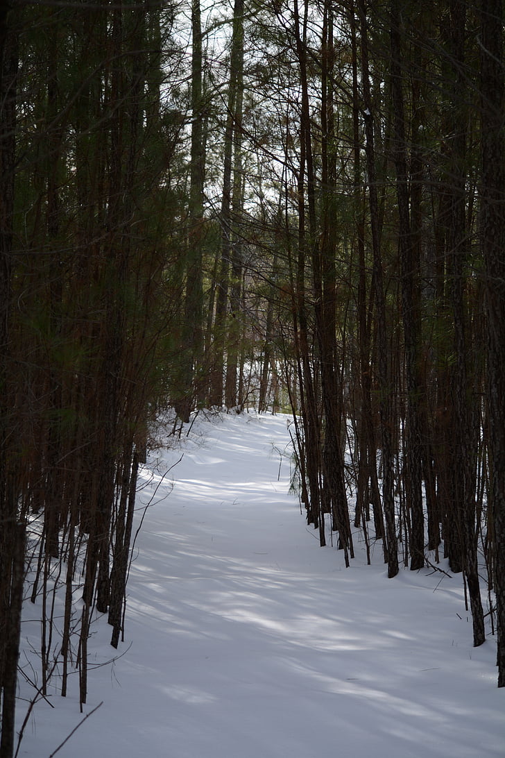 δάσος, διαδρομή, χιονισμένο, μονοπάτι, με τα πόδια, Χειμώνας, λευκό