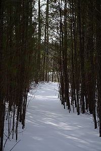 skogen, sökväg, snöig, väg, promenad, vinter, vit