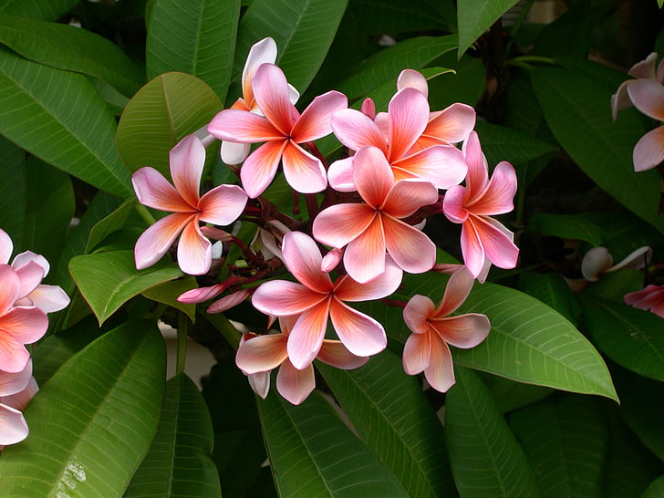 plumeria, flower, frangipani, plant, white, red, natural