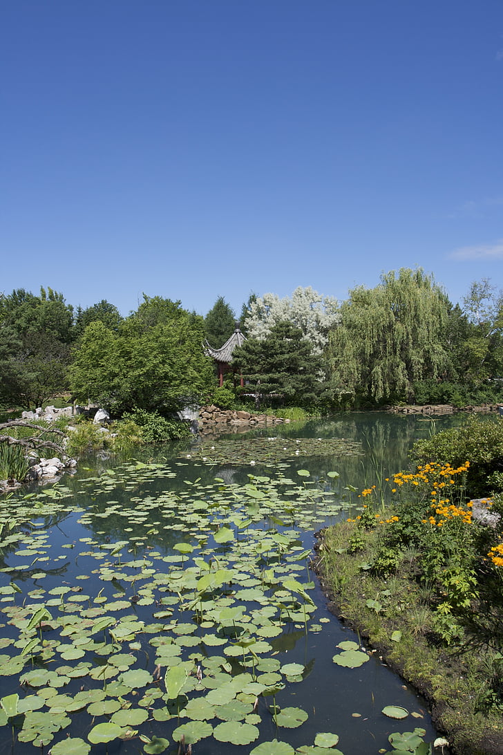 vrt, jezero, lotos, ribnjak, vode, parka, ljeto