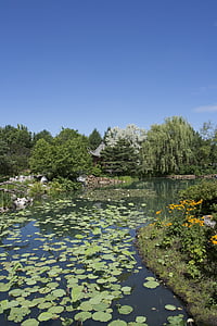 dārza, ezers, Lotus, dīķis, ūdens, parks, vasaras