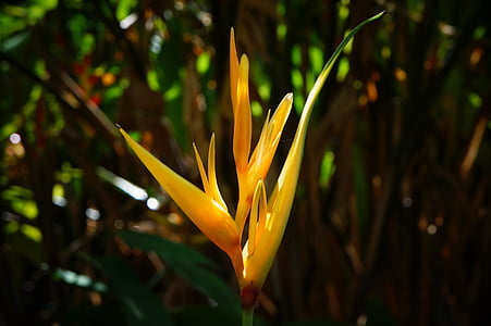 cvijet, matične, priroda, narančasta, lišće, El Salvador