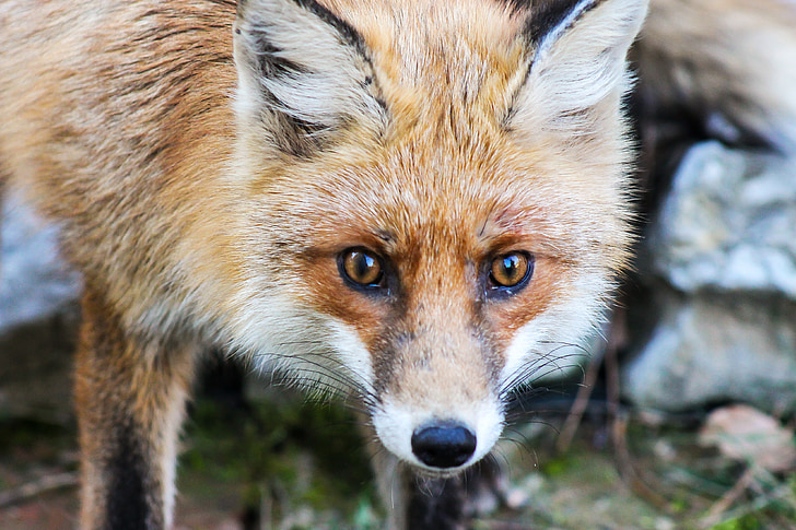 Fox, animale natura, fiara, paine prajita, állatportré, faună, Red fox