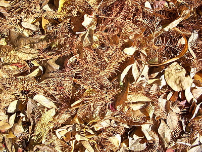 hojas, follaje, secado, otoño, natural, temporada, textura