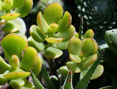 Jade plant, Succulent, container plantaardige, plant, natuur, Flora, kamerplant