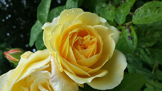kollane roos, Flora, tõusis, lill, õis