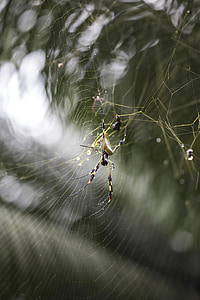 edderkopp, netto, Tropical, eksotiske, Weaver, gylden, silke