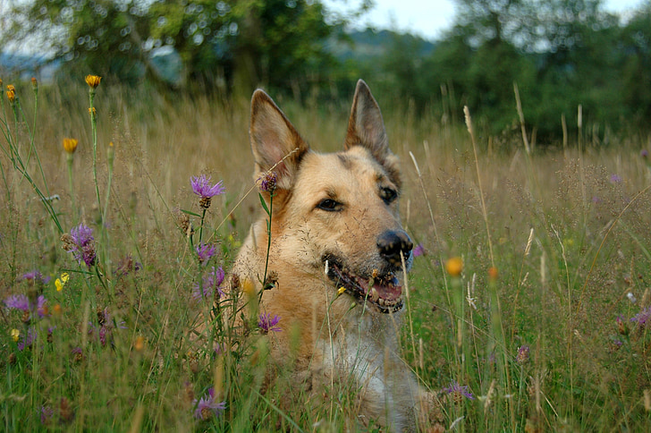 kutya, rét, állat, virág meadow