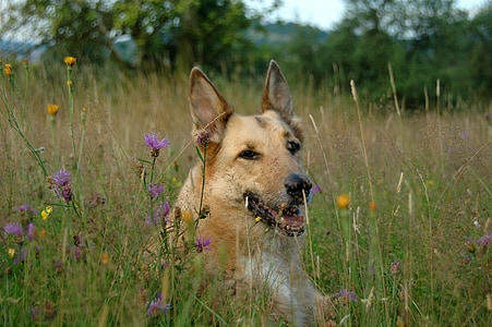 สุนัข, ทุ่งหญ้า, สัตว์, ทุ่งหญ้าดอกไม้