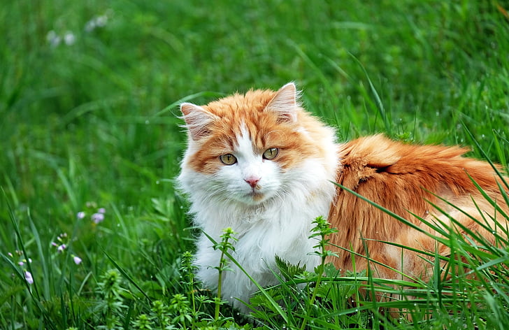 kucing, tomcat merah, mieze, berbaring, padang rumput, rumput, hewan peliharaan