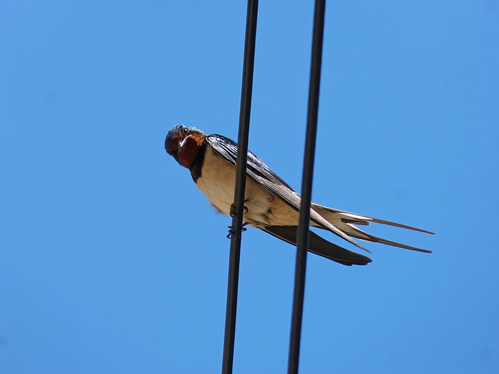 swallow, cables, lookout, observe, oreneta