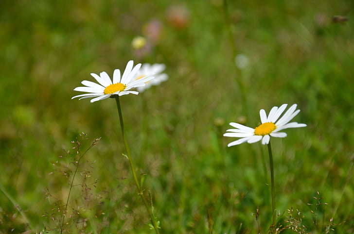 bunga, fotomontáž kata kunci, padang rumput, musim panas, berbunga, alam, bunga putih