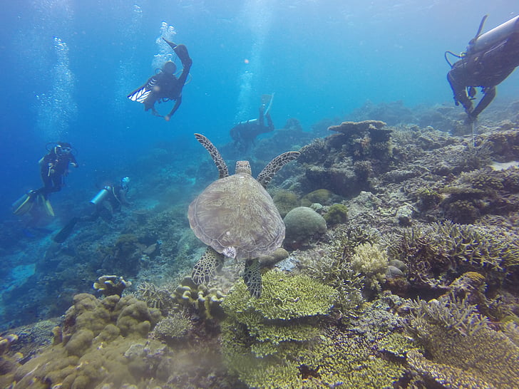 dykning, Scuba, dykning, dykare, sköldpadda, grön havssköldpadda, Coral