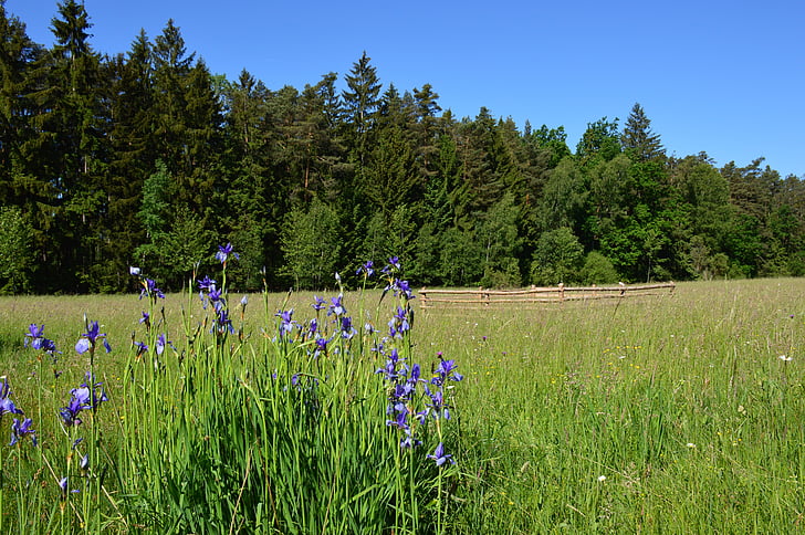 Iris, iris Siberia, bunga, padang rumput, dilindungi, langka, ungu