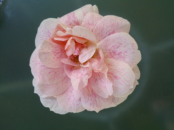 Rosa, jardí, flor rosa, fragància
