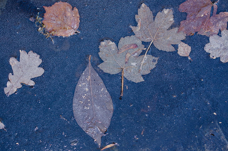 rimfrosten, Leaf, lämnar, Oak, lönn, RIP, Ice