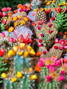 cactus, esperó, planta, Espinosa, espines, verd, va assenyalar