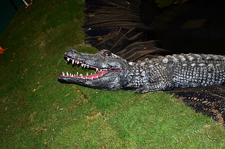 krokodil, aligátor, modell, hüllő