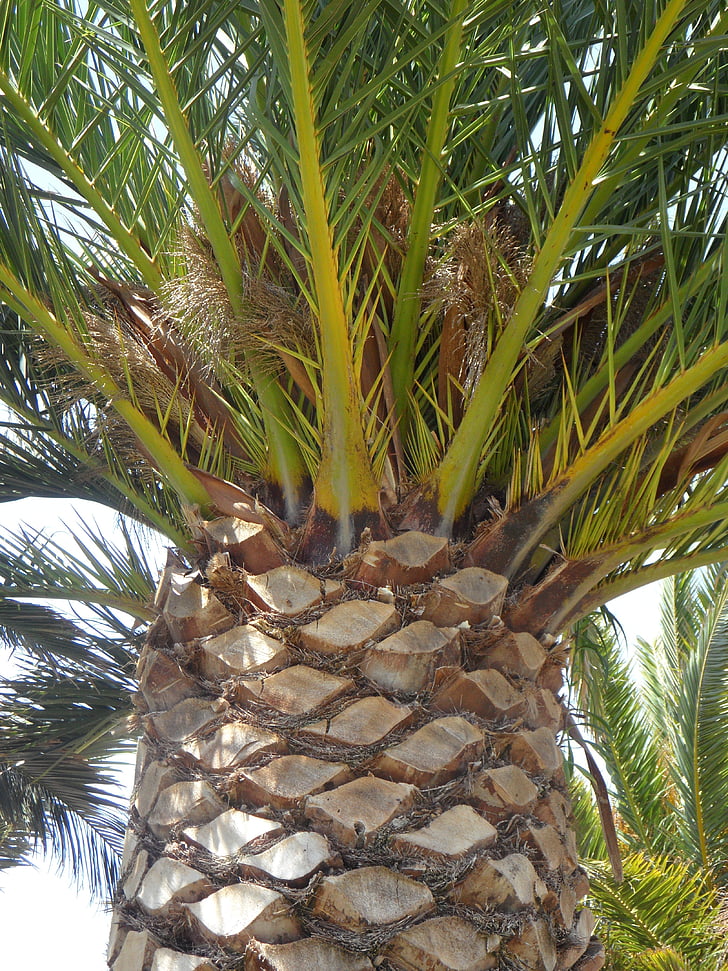 Palm, detail, puu, taim, Logi