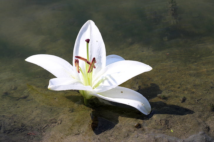 lily, water, flower, reflection, white, sand, white color