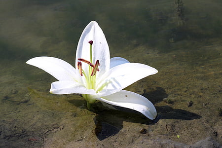 Lily, air, bunga, refleksi, putih, pasir, warna putih