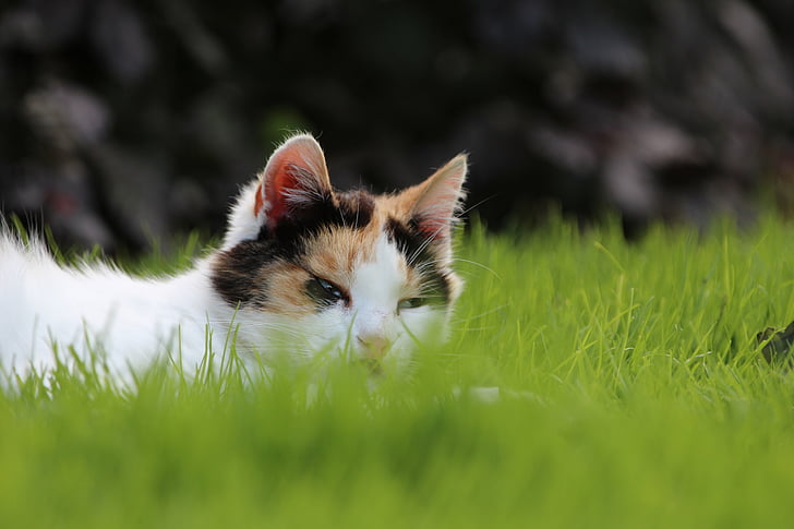 cat, grass, relax, animal, green, outdoor, hide