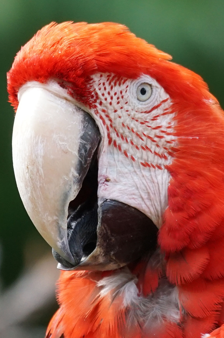 papagoi, Ara, Värviline