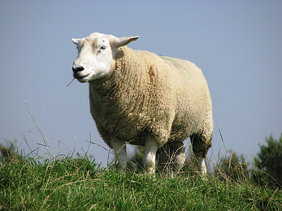 deichschaf, 羊, 北海, 堤防, nordfriesland, 吃草, 羊毛
