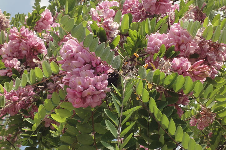 acácia-de-rosa, flores, -de-rosa, Robinia pseudoacacia hispida, florescendo, Verão, árvore