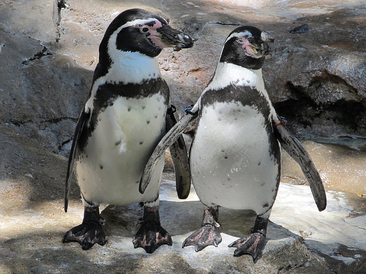 Penguin par, par, søt, natur, dyrehage, spheniscus humboldti, dyr
