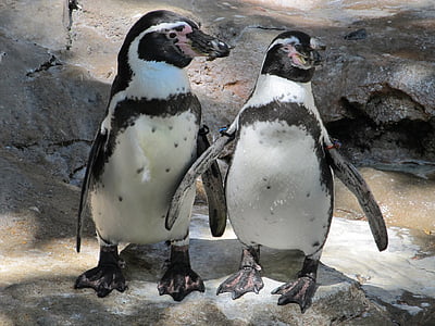 par de pinguim, casal, bonito, natureza, jardim zoológico, Spheniscus humboldti, animais